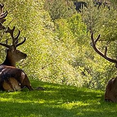 Applied-Conservation-Skills